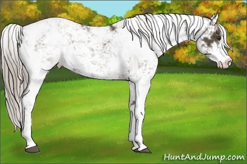 Horse Color:Chocolate Palomino Sabino 