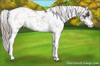 Horse Color:Chocolate Palomino Sabino