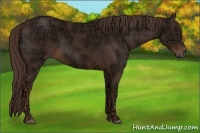 Horse Color:Liver Chestnut Ice 