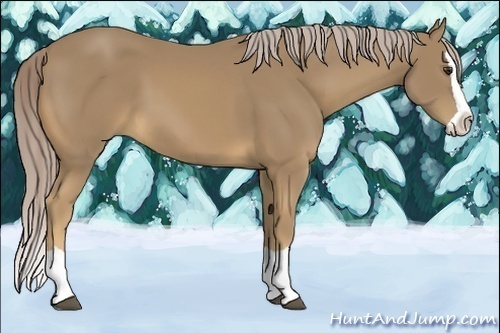 Horse Color:Palomino Splash 