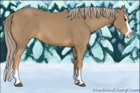 Horse Color:Palomino Splash 