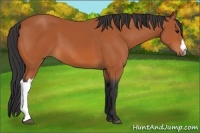 Horse Color:Bay 