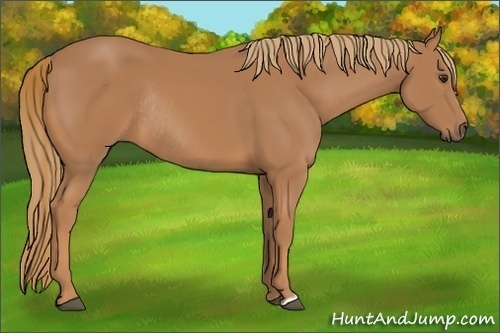 Horse Color:Chestnut Rabicano 