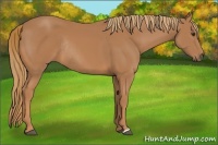Horse Color:Chestnut Rabicano 