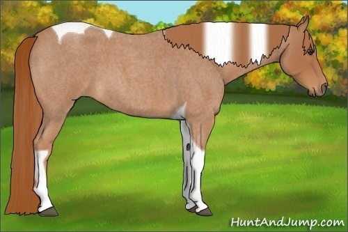 Horse Color:Red Roan Tobiano