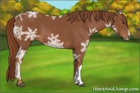 Horse Color:Chestnut Ice 