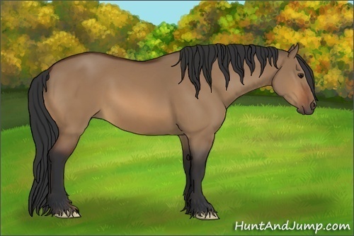 Horse Color:Bay Dun