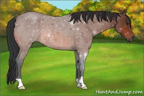 Horse Color:Bay Roan Rabicano 