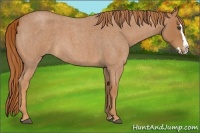 Horse Color:Red Roan Splash 