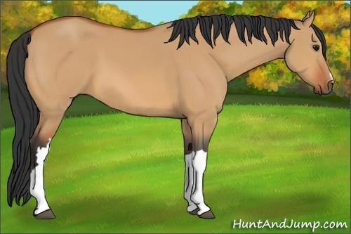 Horse Color:Bay Dun