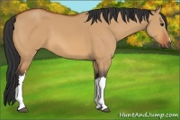 Horse Color:Bay Dun
