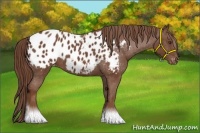 Horse Color:Chestnut Blanket 