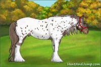 Horse Color:Liver Chestnut Tobiano Appaloosa