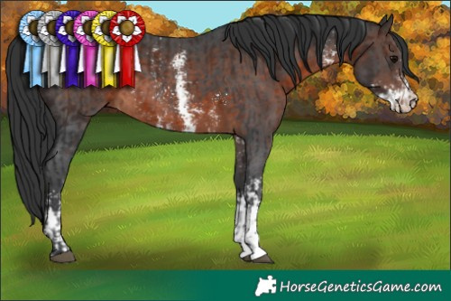Horse Color:Brown Sabino Rabicano and Brown Sabino Rabicano