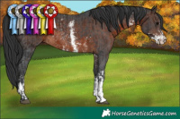 Horse Color:Brown Sabino Rabicano  and Brown Sabino Rabicano 