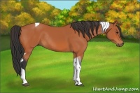 Horse Color:Bay Tobiano Rabicano