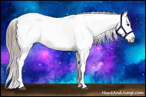 Horse Color:White Spotted Chocolate Palomino Appaloosa Rabicano