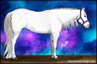 Horse Color:White Spotted Chocolate Palomino Appaloosa Rabicano 