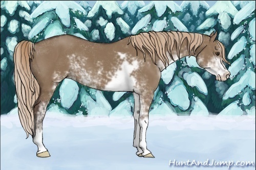Horse Color:Liver Red Dun Sabino 