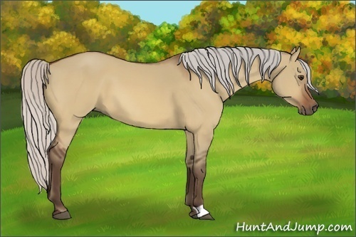 Horse Color:Silver Bay Dun