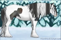 Horse Color:Smoky Black Splash Tobiano 