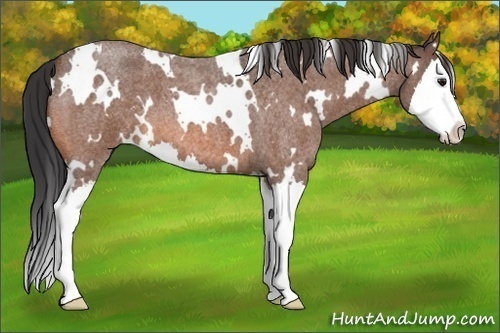 Horse Color:White Spotted Bay Roan Splash 