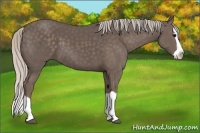 Horse Color:Silver Black Splash