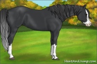 Horse Color:Black Splash