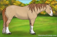Horse Color:Red Dun Roan Splash