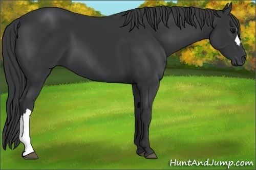Horse Color:Black 