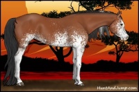 Horse Color:White Spotted Bay Tobiano