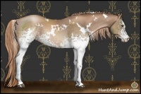 Horse Color:White Spotted Liver Chestnut Pearl Rabicano 