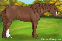 Horse Color:Chestnut 