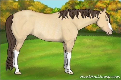 Horse Color:Amber Champagne Dun Rabicano 