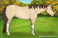 Horse Color:Amber Champagne Dun Rabicano