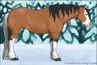 Horse Color:Bay Splash 