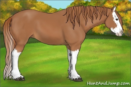 Horse Color:Chestnut Splash 