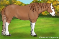 Horse Color:Chestnut Splash 