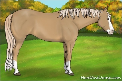 Horse Color:Palomino Splash
