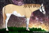Horse Color:Gold Champagne Dun Splash 