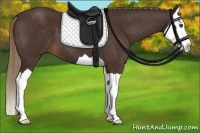 Horse Color:Liver Chestnut Splash