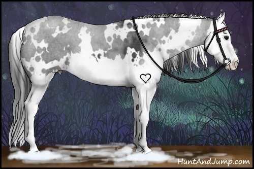 Horse Color:White Spotted Black Splash 
