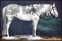 Horse Color:White Spotted Black Splash