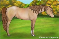 Horse Color:Bay Pearl Sabino