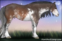 Horse Color:Brown Sabino