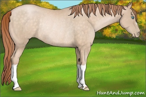 Horse Color:Buckskin Pearl Rabicano 