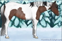 Horse Color:Bay Tobiano Rabicano