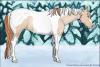 Horse Color:Buckskin Pearl Tobiano Rabicano