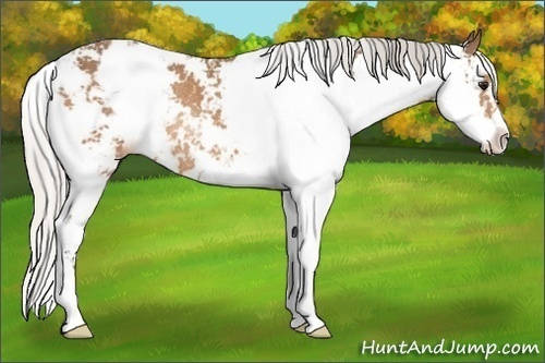 Horse Color:Silver Buckskin Sabino Rabicano 
