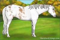 Horse Color:Silver Buckskin Sabino Rabicano 